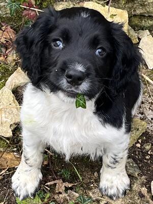 8 week old working ESS boy puppy