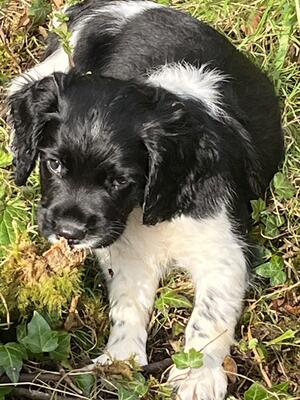 Dusty - 8 week old, boy, Working ESS