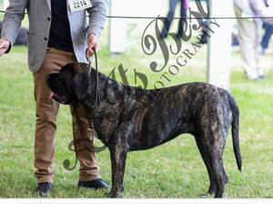 Dam CH WIGGENHALLS ISABELLA