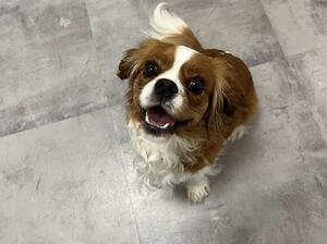 All Spiced Up - Kida