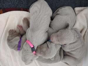 Star's Puppies