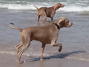 Musket and Lulu at North Berwick