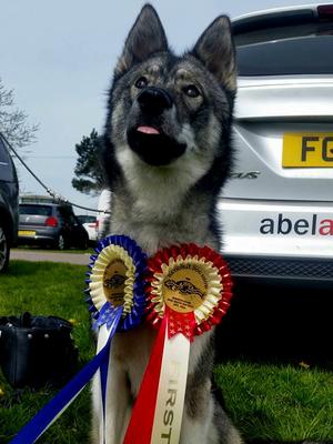 Missy at the national dog show