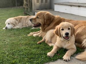 Leo as a puppy with Billy and Casey