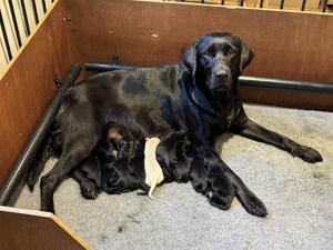Proud mum Audrey with her puppies at 1 day old