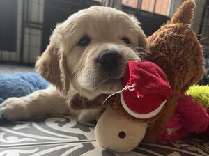 Last Golden Boy