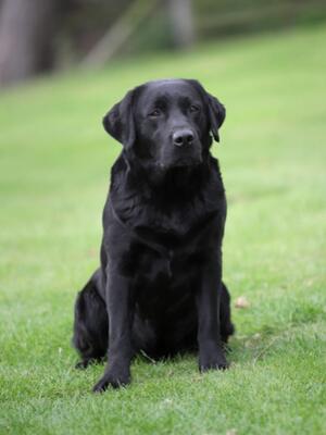 Sire: Del (Globetrotter Lab's Valley At Brigburn)