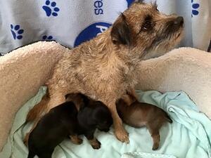Mouse and her puppies
