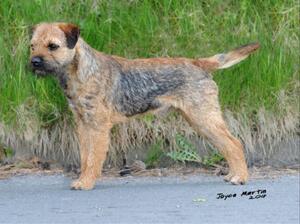 Dandyhow Captain Morgan (sire of litter)