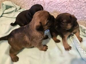 Mouse’s puppies