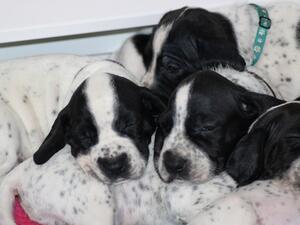 Typical Gameglow puppies