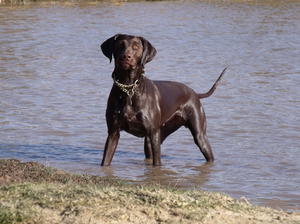 Lily- a real water baby