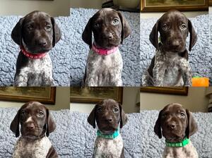 Pups