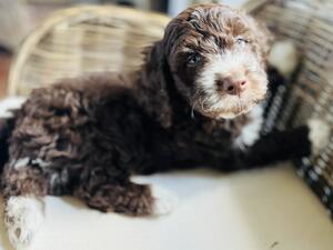 1 Boy Puppy available Brown with 4 white socks