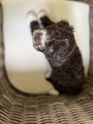 1 Boy Puppy available Brown with 4 white socks