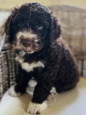1 Boy Puppy available Brown with 4 white socks
