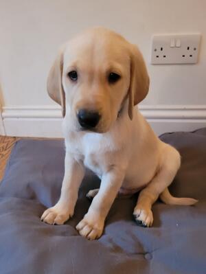 Available puppy