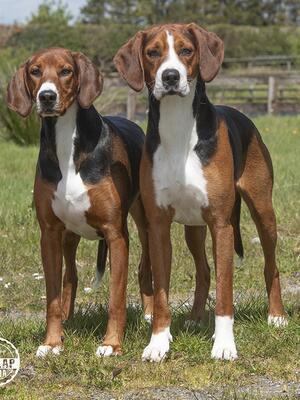 Leo & Iris
