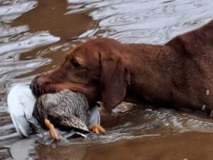 The retrieve