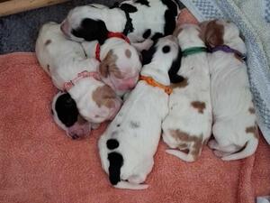 Almclaw Litter