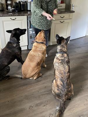 Her light brindle coat (Right)