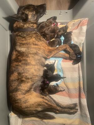 Whelping her first littler (June 2024)