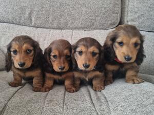 Pedigree KC Registered Shaded Red Miniature Long Haired Dachshund pedigree-kc-registered-shaded-red-miniature-long-haired-dachshund