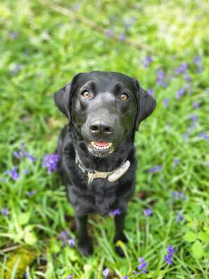 Spring puppy