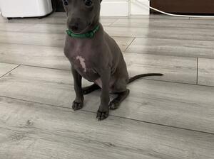 KC pure blue beauty! Last girl available now