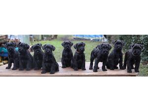 Dec 2022 litter at 8 weeks old from same parents