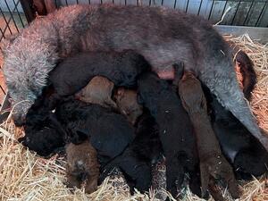 MUM WITH PUPS