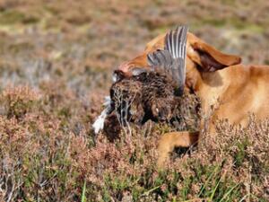 Teela with 1st Grouse