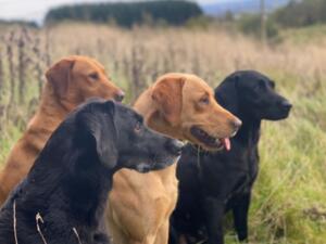 Dubh and his progeny out picking up