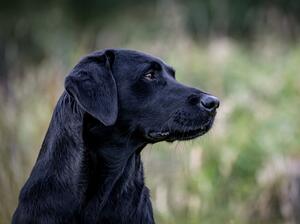 Dubh