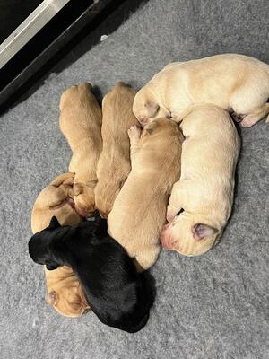 Puppies