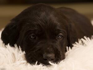 3 and a half weeks old