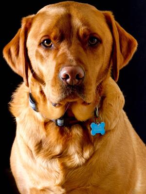 Dad - Emotional support/reading/therapy dog