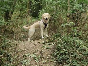 This is mum to be VIXENLETTIE (dam)