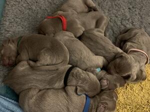 Perfect puppies