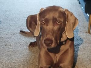 Nala - Mum
