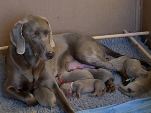 Mum and puppies doing great