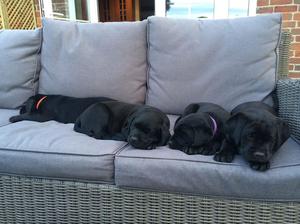 previous litter - 7 weeks old