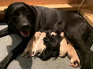 2020 litter, Day 1