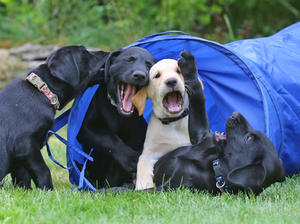 some of Kira's 1st litter - 8 weeks