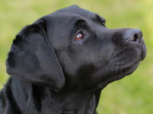 Wolstonbury Fravash (Ruby)