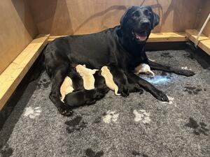 Peggy with her pups - 2 days old