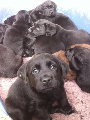 Ruby as a pup