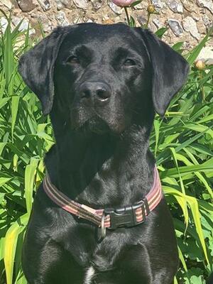 Kira - May 2020