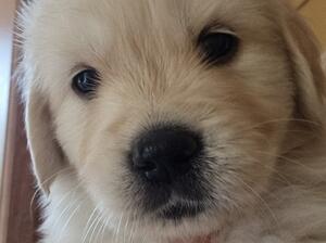 Bitch puppy available