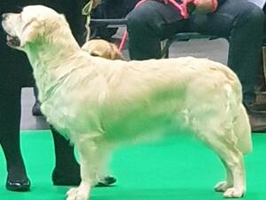 Maisie Crufts 2021